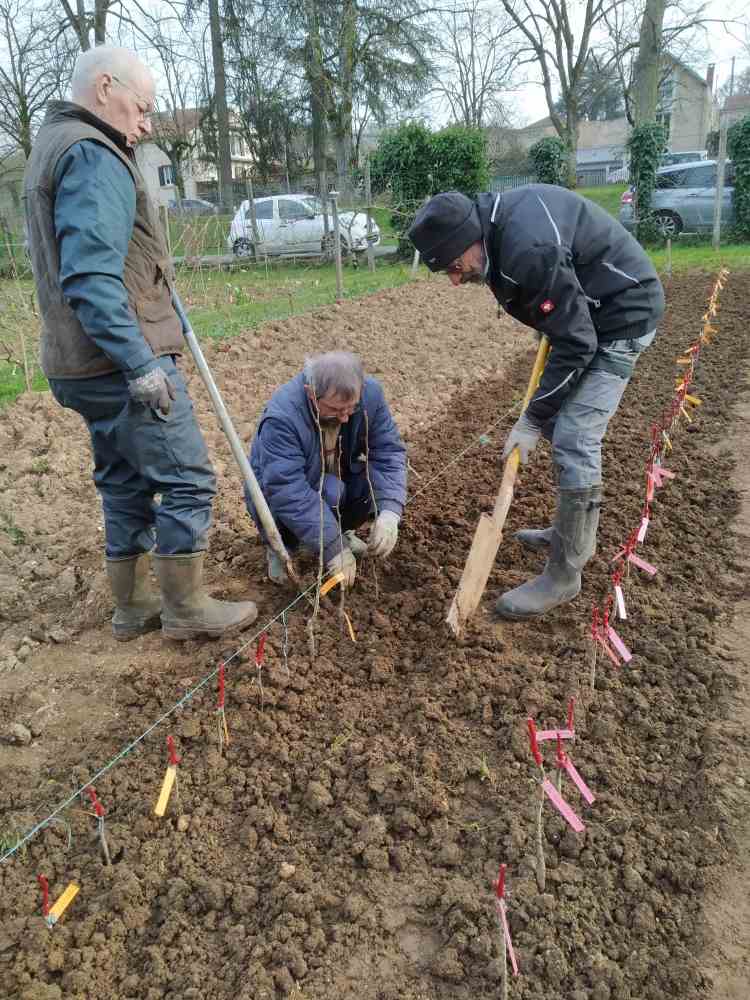 PLANTATION AU CORDEAU 2
