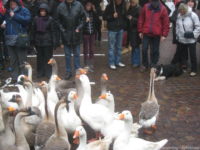 PW Noël oies 20121215 023