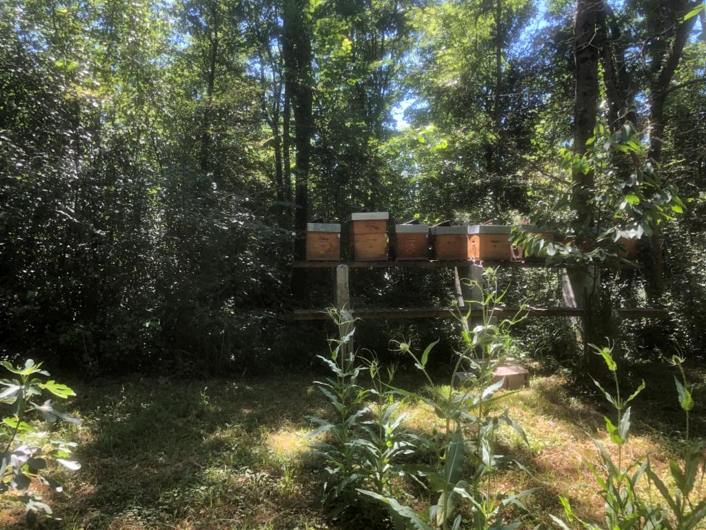 les ruches sur piloti