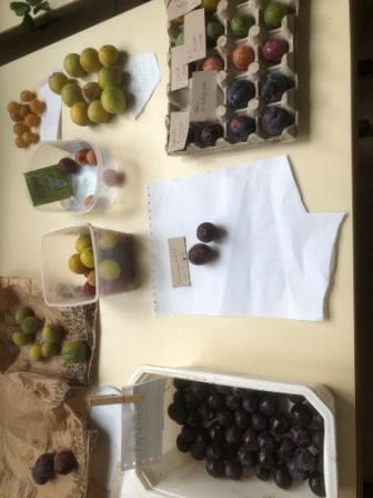 Marc présente sa collection de prunes à maturité