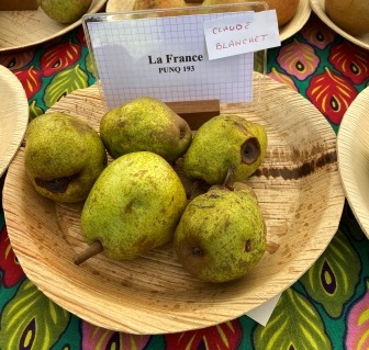 Poire Claude Blanchet la France