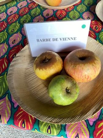 Barbe de Vienne