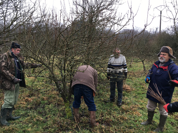 small010 Prélevement greffons Anor 12janv19 9