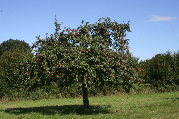 small130 récolte chez Michel Loiseau 19sep19 2