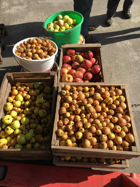 small155 Burelles pressée 18 et 19oct19 17