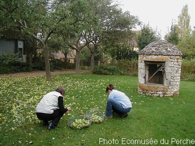 recolte au verger du Prieure