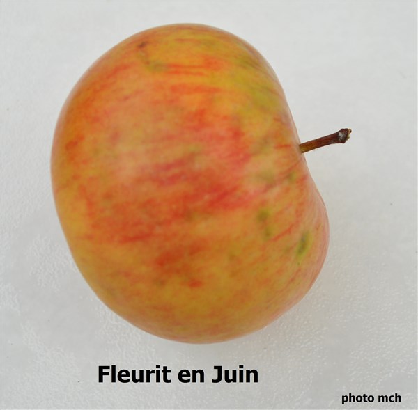 15FleuritenJuin