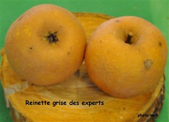 17Reinettegrise experts