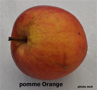 17pomOrange Chat