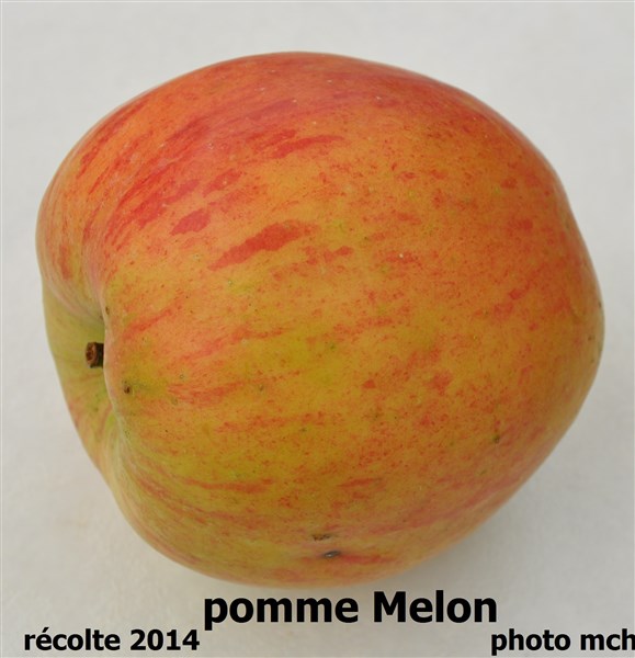 DMelon val