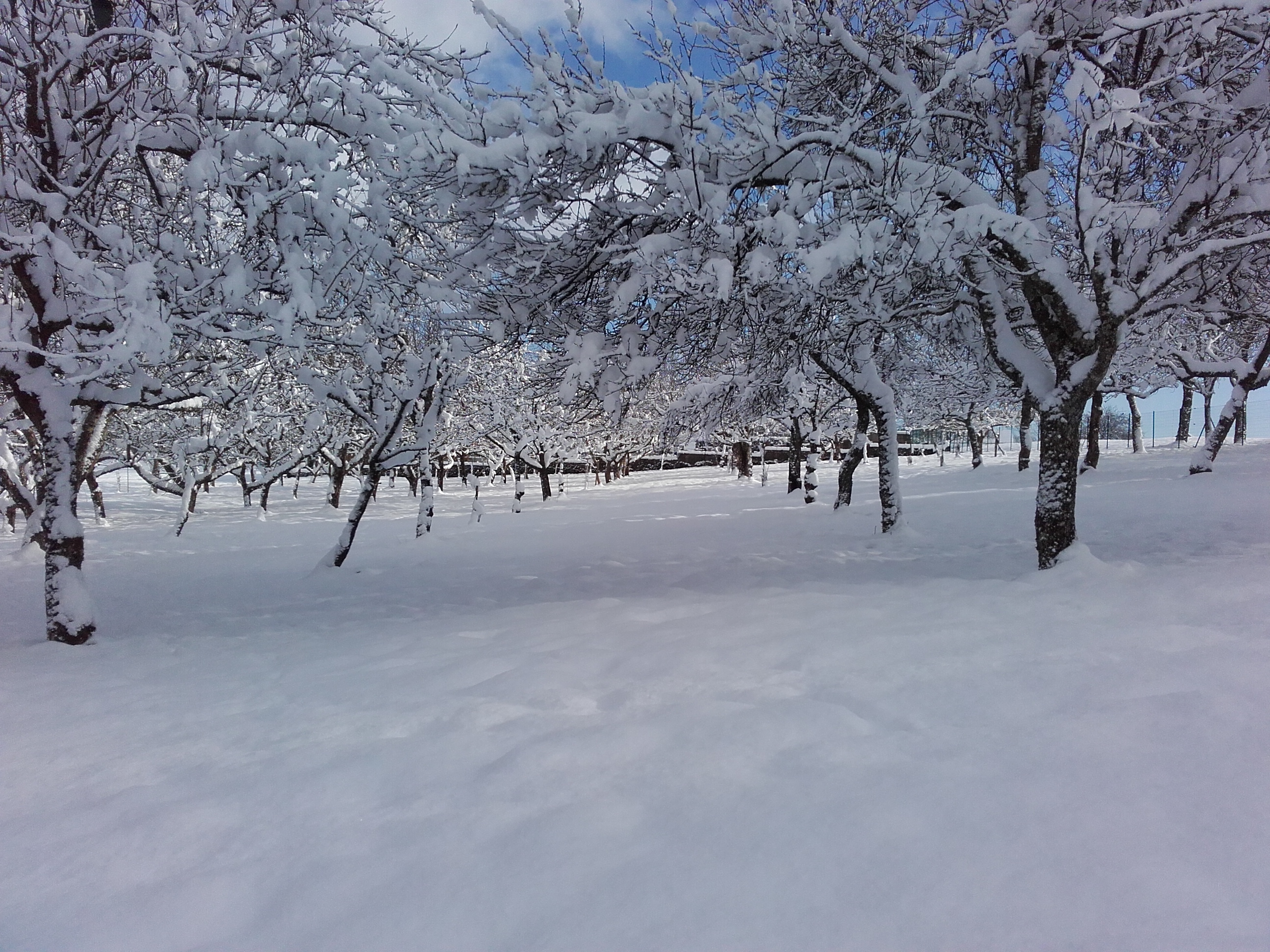 Verger sous la neige