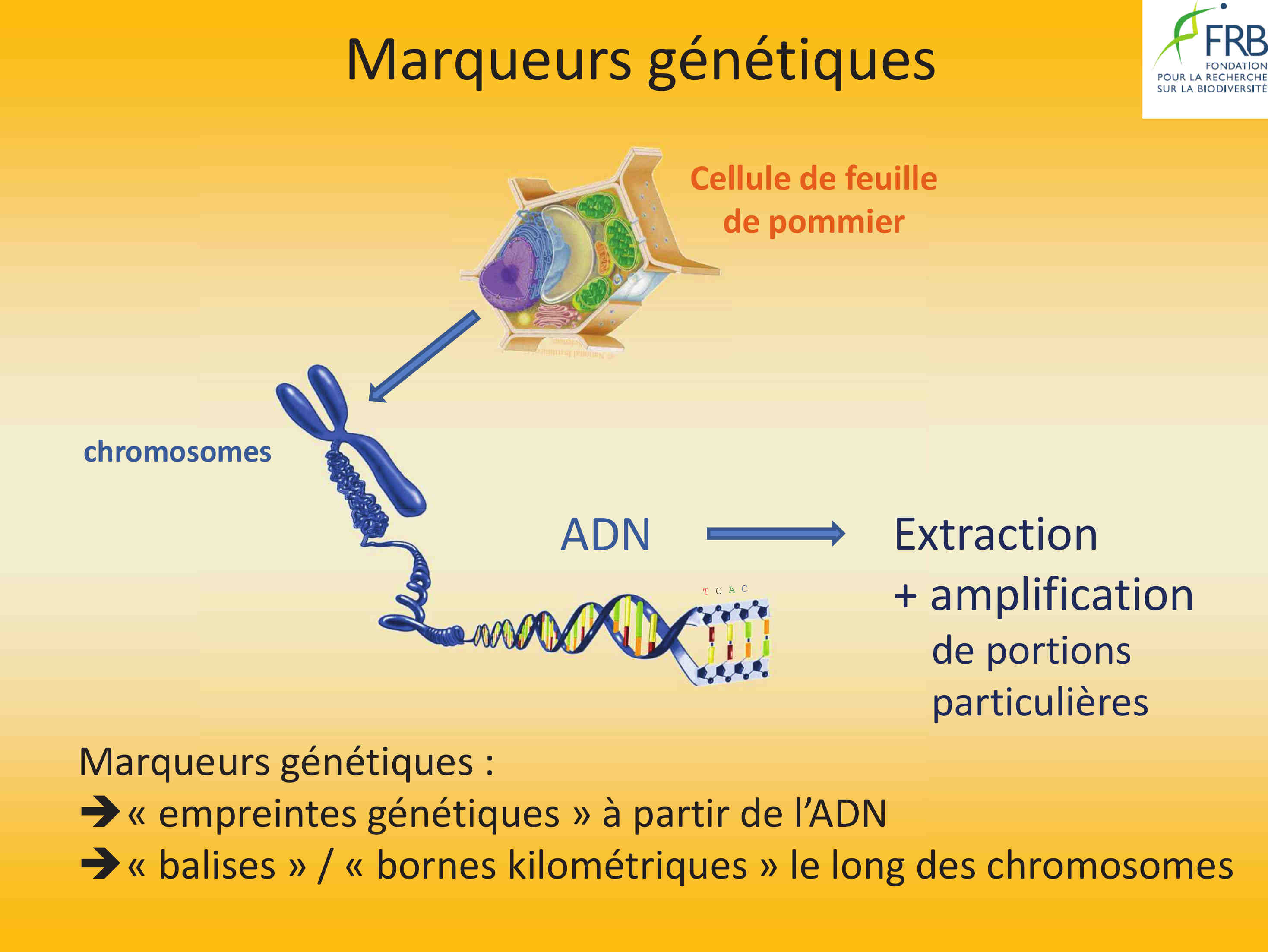 Cellule-marqueurs